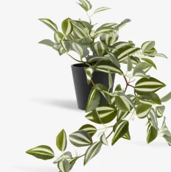 ASGARPlante artificielle ASGAR H48cm à suspendre-JYSK Outlet