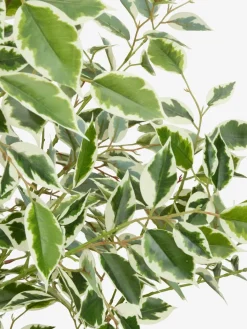 GUNNULFPlante artificielle GUNNULF H150cm a/pot-JYSK Best