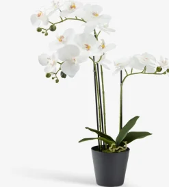 MATINUSPlante artificielle MATINUS H62cm orchidée blanche-JYSK Discount