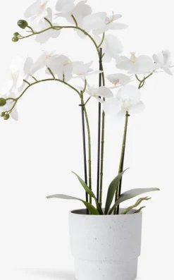 MATINUSPlante artificielle MATINUS H62cm orchidée blanche-JYSK Discount