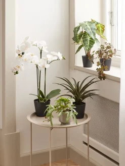 MATINUSPlante artificielle MATINUS H62cm orchidée blanche-JYSK Discount